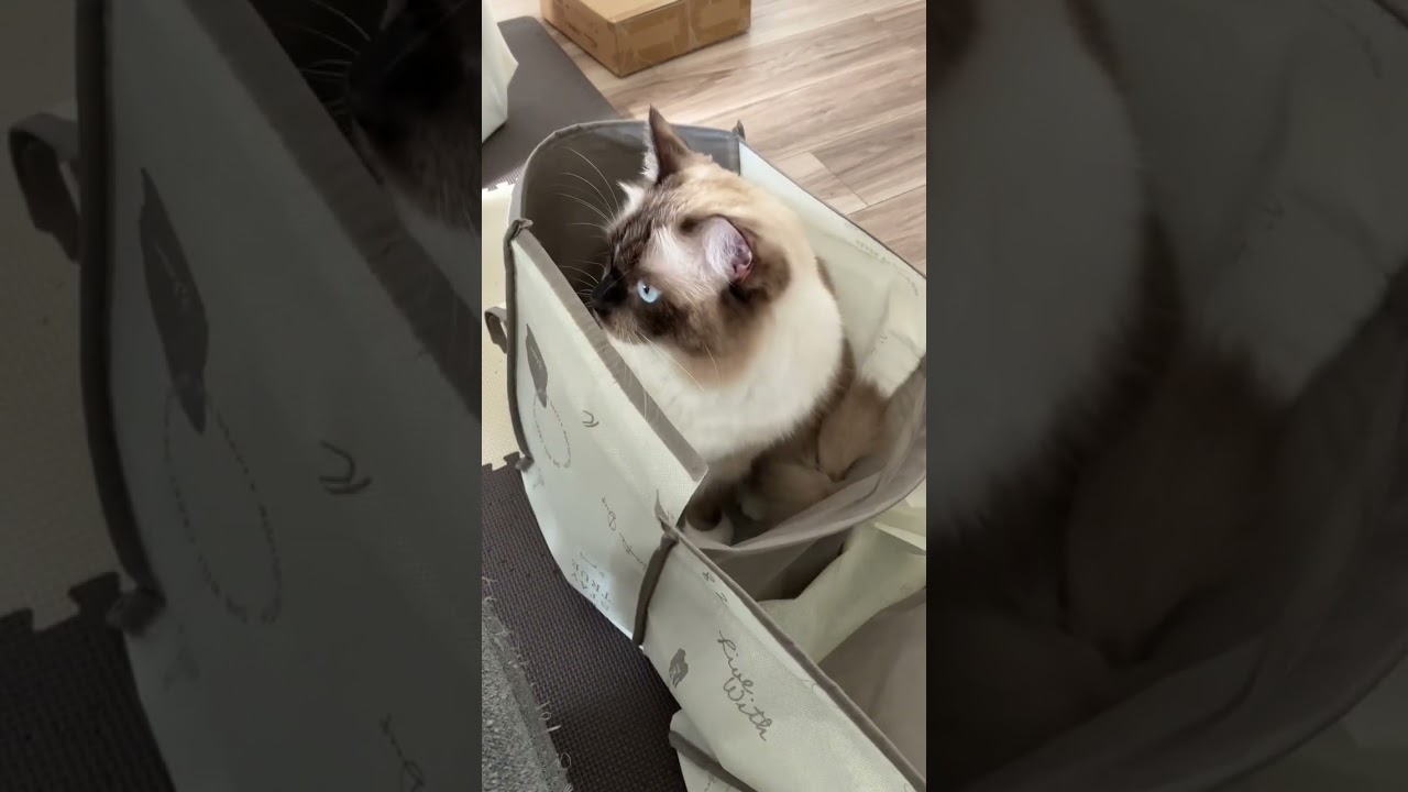 新しい遊び場を見付けたたぬきに似た猫のラグドール #shorts #ragdoll #ショート #ラグドール