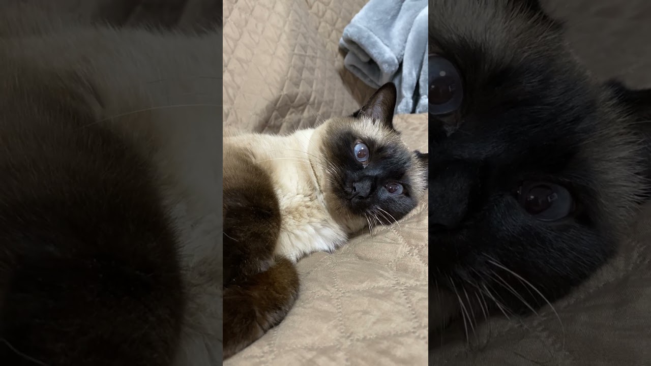 【2023.03.31】今日のシャム猫のふくさん（音無し）【たぬき猫】 #Shorts