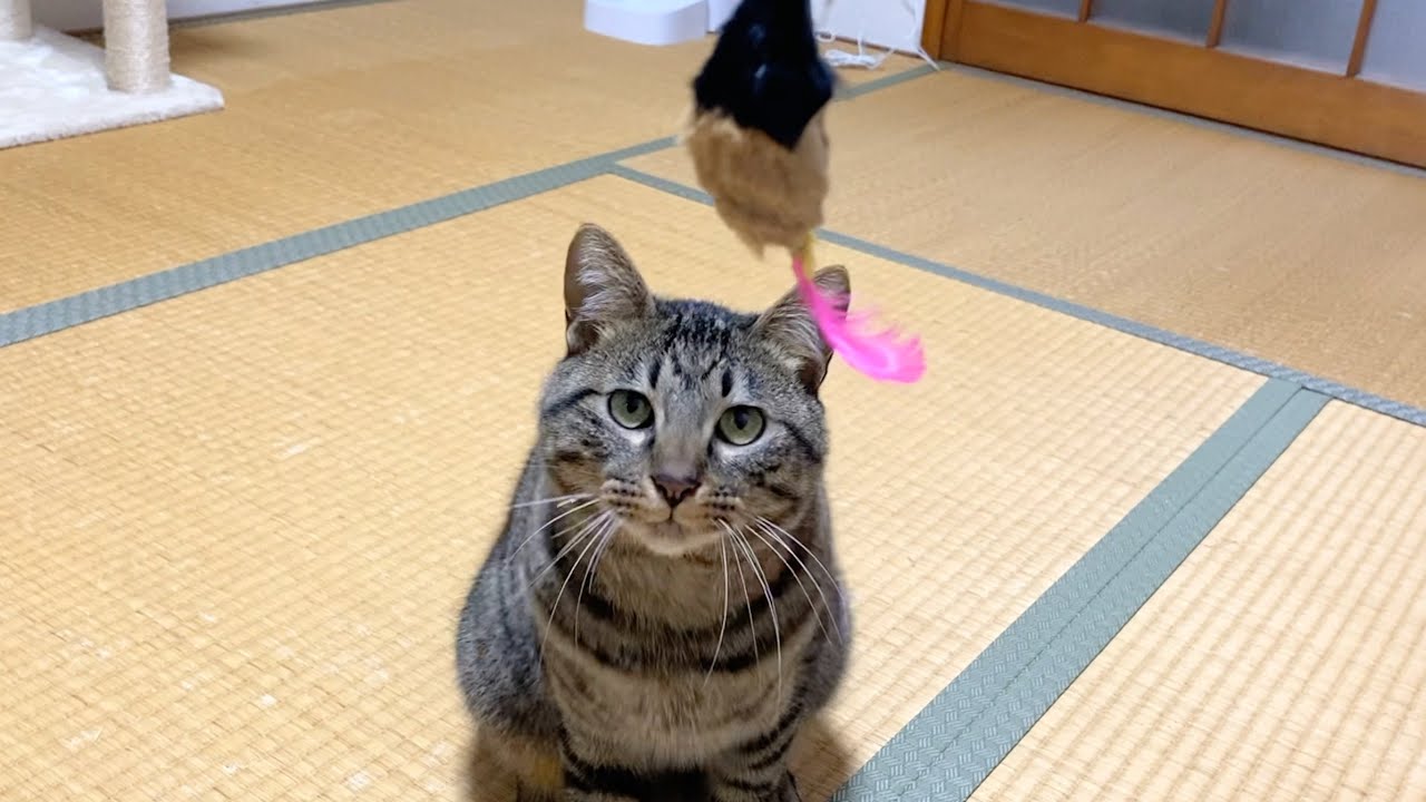 凶暴子猫の目の前に大好きなオモチャを出した結果…