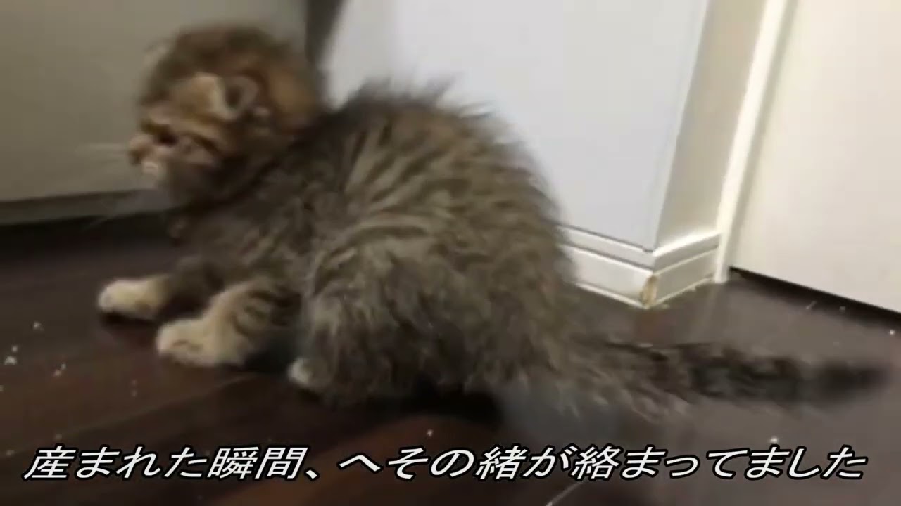 スコティッシュフォールドの黄色ちゃん