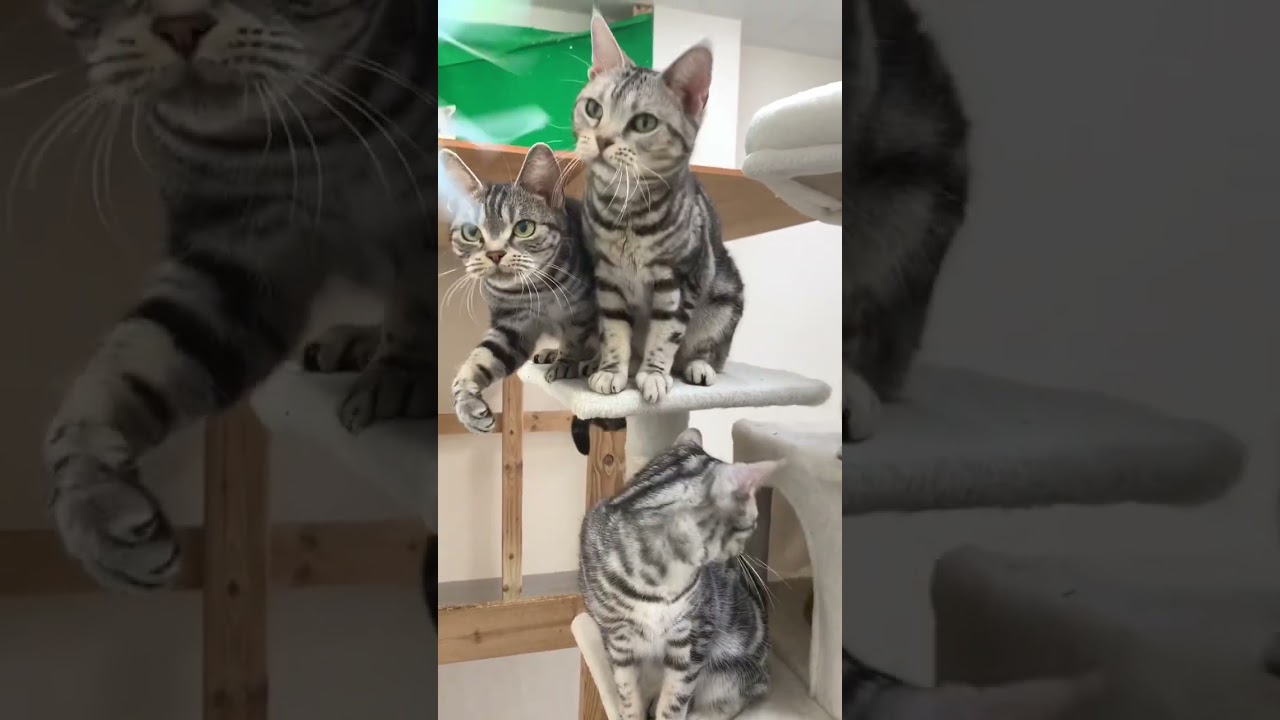 アメショズ#猫 #アメリカンショートヘア #アメショ #猫好きさんと繋がりたい #ねこ動画 #猫のいる暮らし #猫のおもちゃ #猫じゃらし #遊び #ねこ #ペットモデル大募集 #shorts