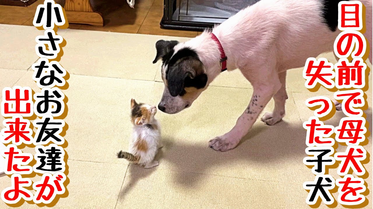 【子猫　子犬　保護犬　保護猫】目の前で母犬を失った子犬の空君、小さなお友達が出来ました