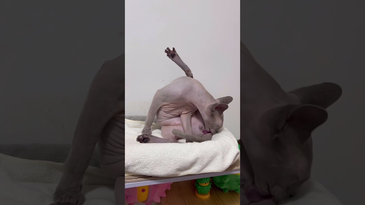 毛のない猫お風呂上がりの毛繕いタイム【スフィンクス猫】