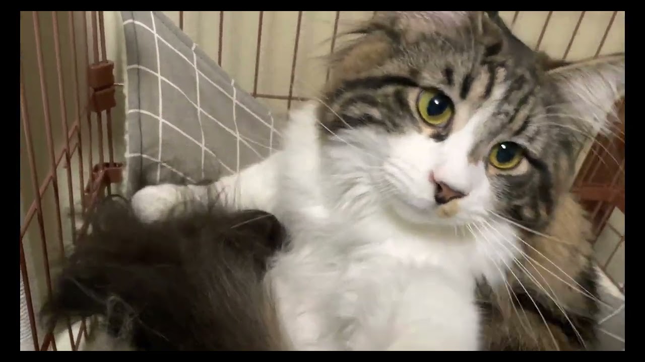 癒しエルニケ【ラグドールメインクーン】ある日の猫c211