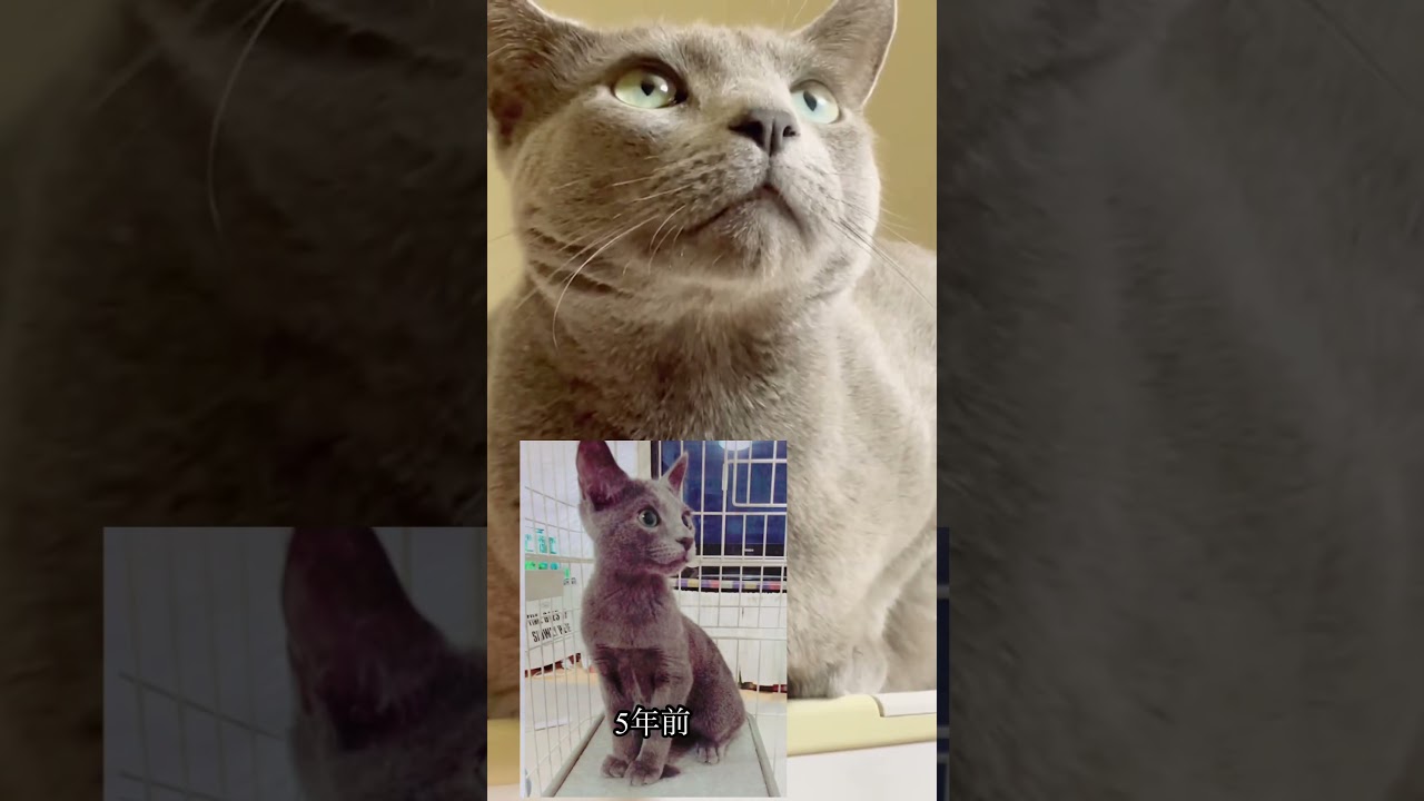 成長と共に態度と目付きが悪くなってるロシアンブルー#cat#不満顔