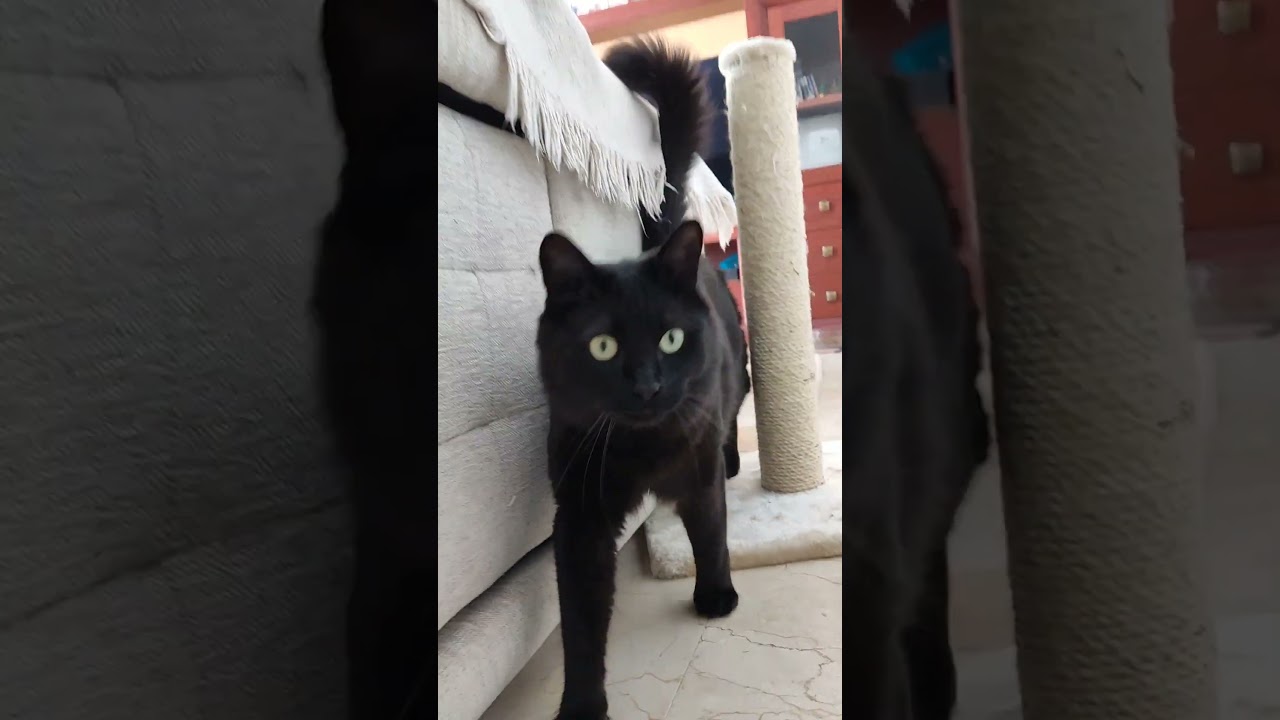 Estoy panzón y gordo