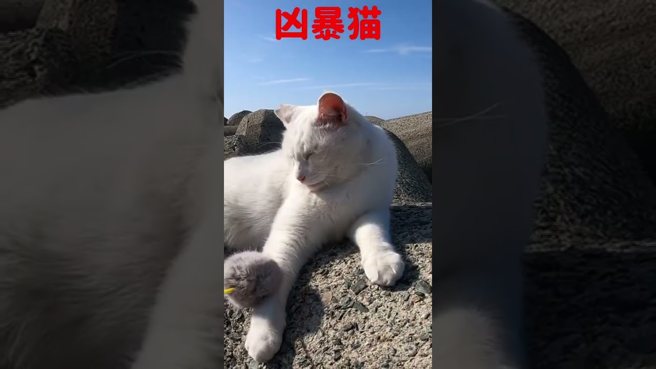 あの凶暴猫のカリン様がボンボンじゃらしにキレました Ferocious cat #shorts