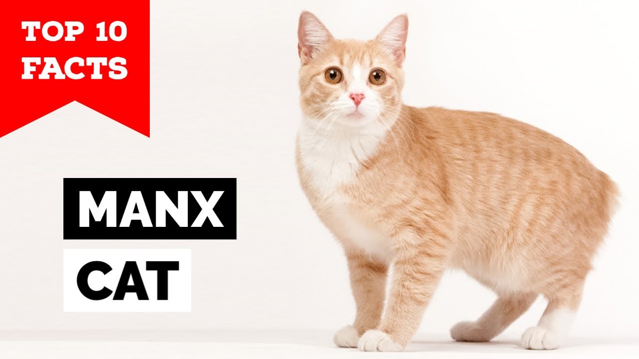 Manx Cat - Top 10 Facts