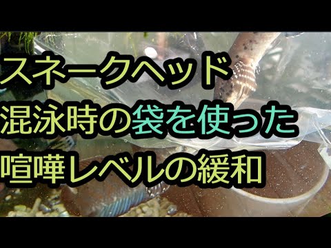 スネークヘッド混泳時の袋を使った喧嘩レベルの緩和～オルナティピンニス～