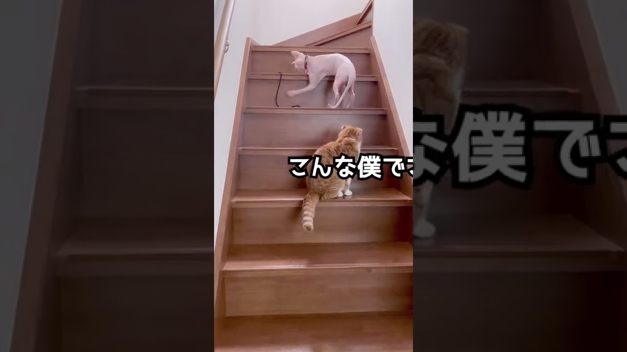 スフィンクス猫に遠慮して遊びたいと言い出せないスコティッシュ猫… #shorts