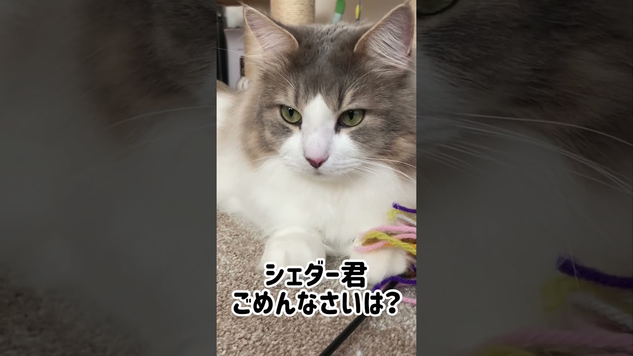 家庭内暴力【ノルウェージャンフォレストキャット】#Shorts