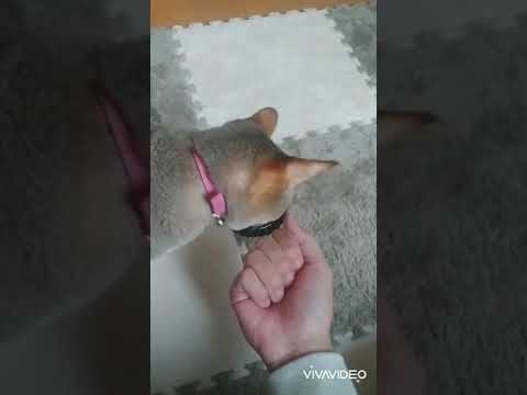 シンガプーラ猫にベルを教える　#shorts