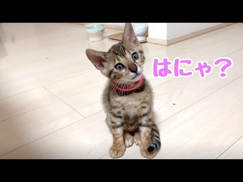 ベイビーの頃からワイルドが爆発しているベンガル猫のお嬢