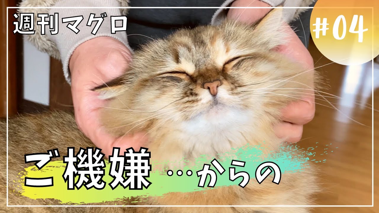 【週刊マグロ４】ご機嫌だったのに…。気まぐれ猫【サイベリアン】