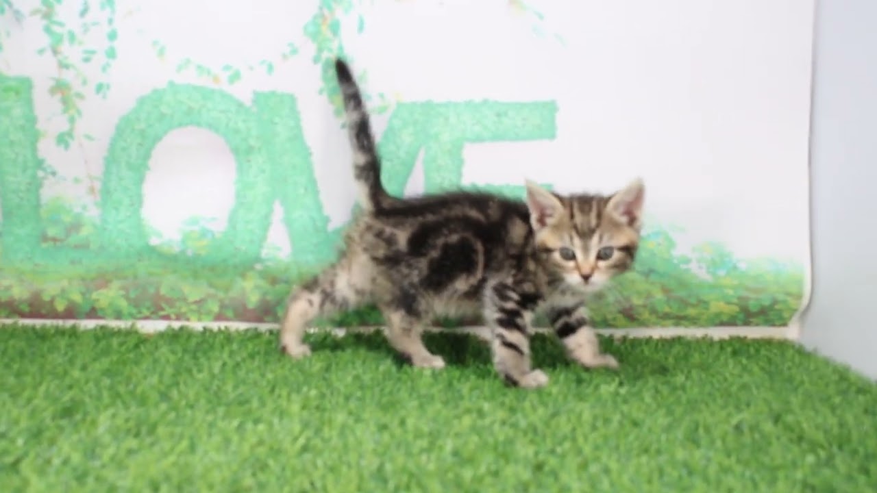 ペットショップcoo&riku No.625687　アメリカンショートヘアー