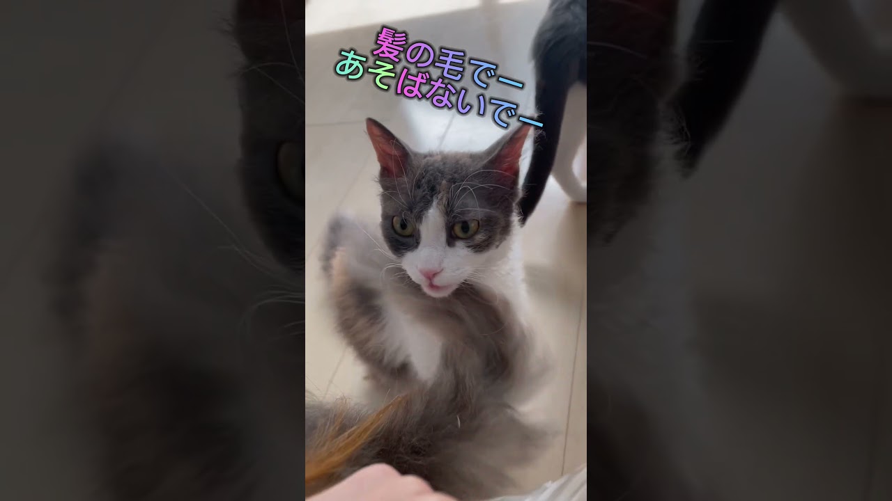 猫、猫、ねこです🐱 #ブリーダー直販 #ラパーマ #猫 #子猫 #マンチカン #ミヌエット #スクーカム #子猫販売 #猫のいる暮らし #ブリーダー