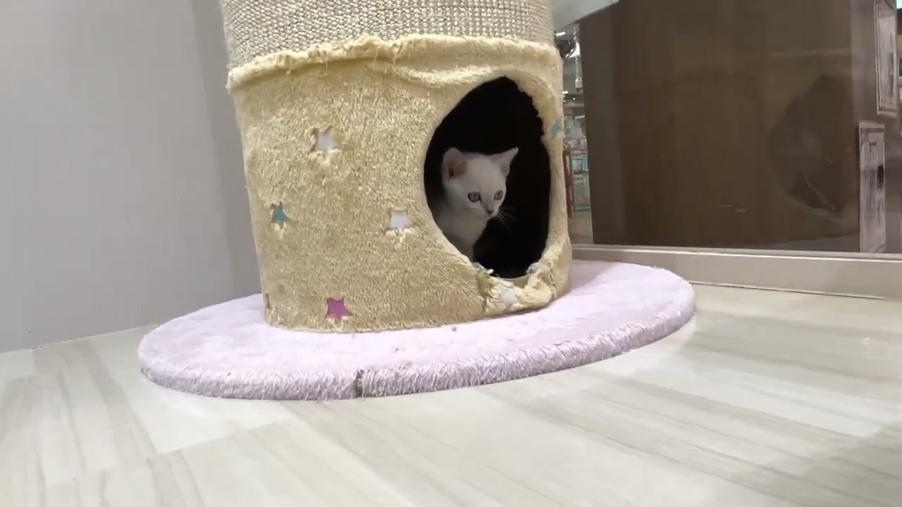 60486　トンキニーズ♀