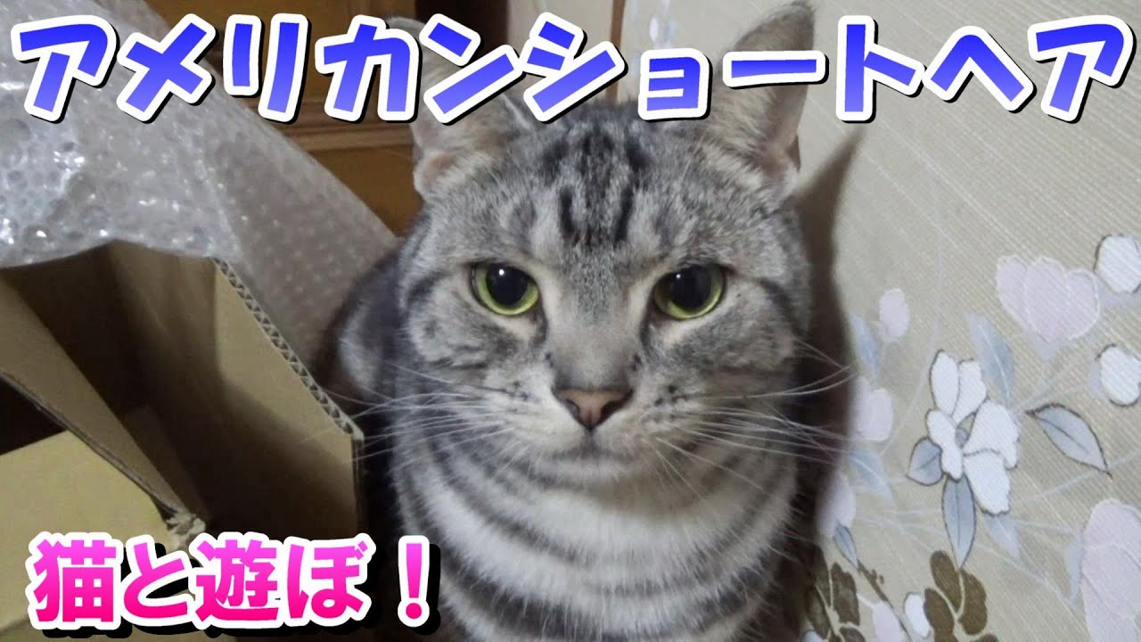ダンボールまみれ遊び！２歳１１ヵ月の様子（アメリカンショートヘア）