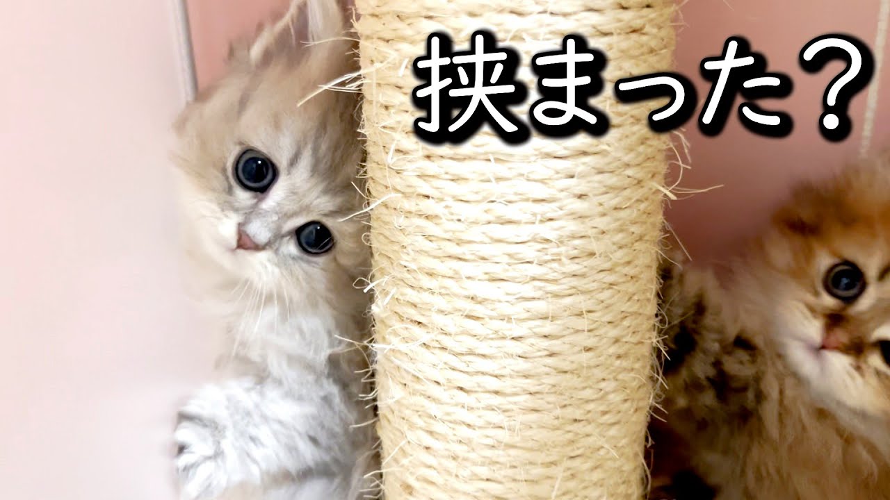 【ペルシャの子猫】隅に行き過ぎてとうとう挟まったか？な件 ∼猫のいる生活Vol.664~ 出産動画 マンチカン短足・ミヌエット・ペルシャ猫専門ブリーダー『ペット蔵人』【子猫の成長記録】