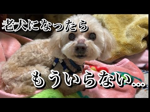 【獣医師が語る】老犬になったら豹変する子の理由…それでも最後まで面倒見れますか？【激怒症候群トイプードル】