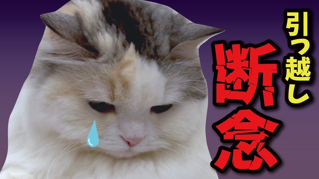 【悲報】引っ越しを断念することになりました…【関西弁でしゃべる猫】【エイプリルフール】