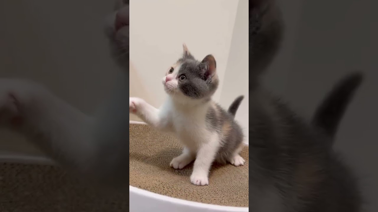 セルカークレックス ⭐️ダイリュートキャリコの女の子⭐️全て諸費用コミコミ価格を表示しております。