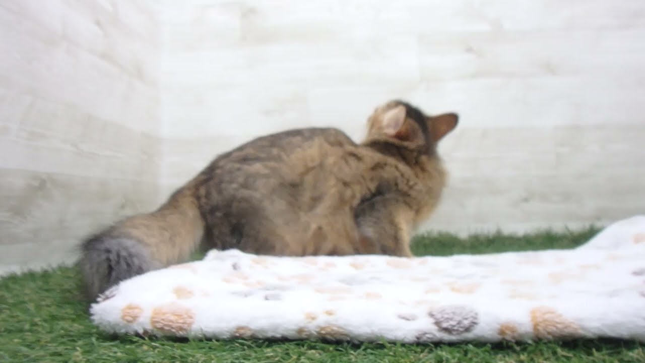 ペットショップcoo&riku No.00618049 ソマリ