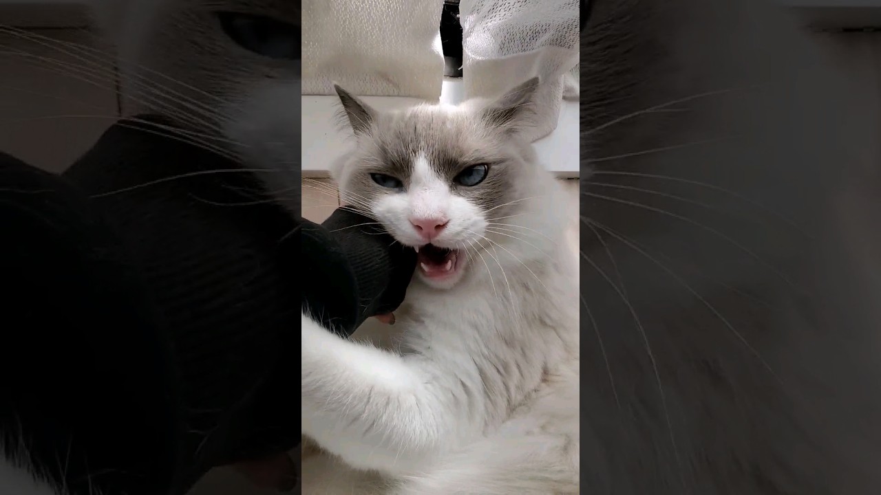 『反抗期』#ねこ #cat #猫 #ラグドール