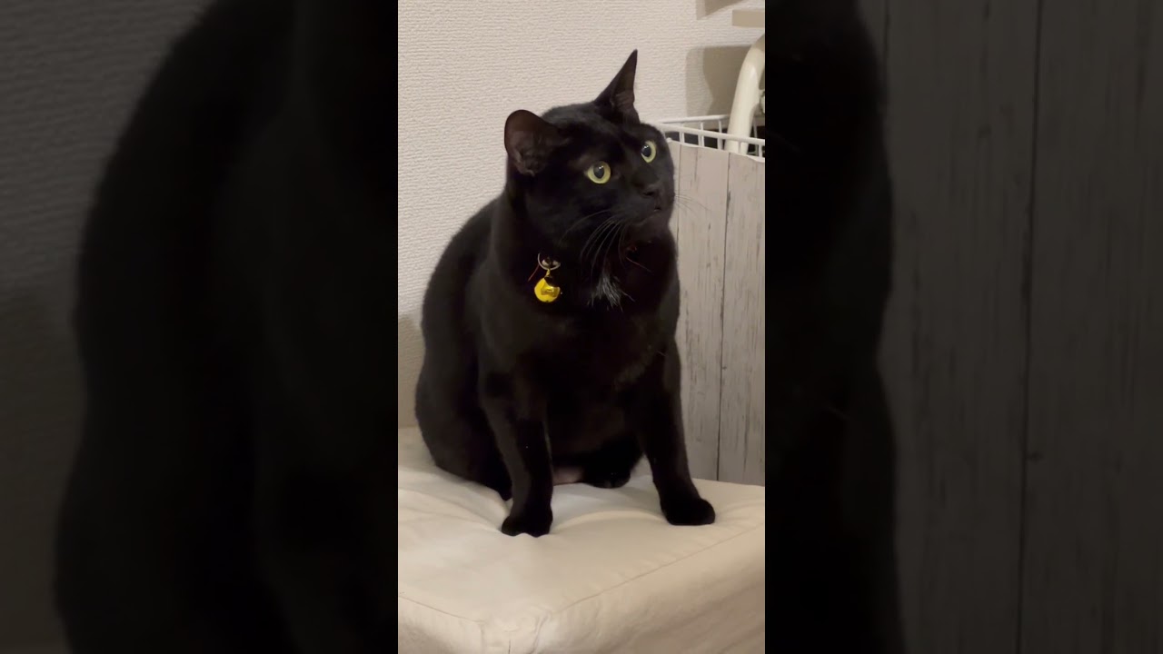 狸？猫？#shorts #猫 #保護猫 #愛猫