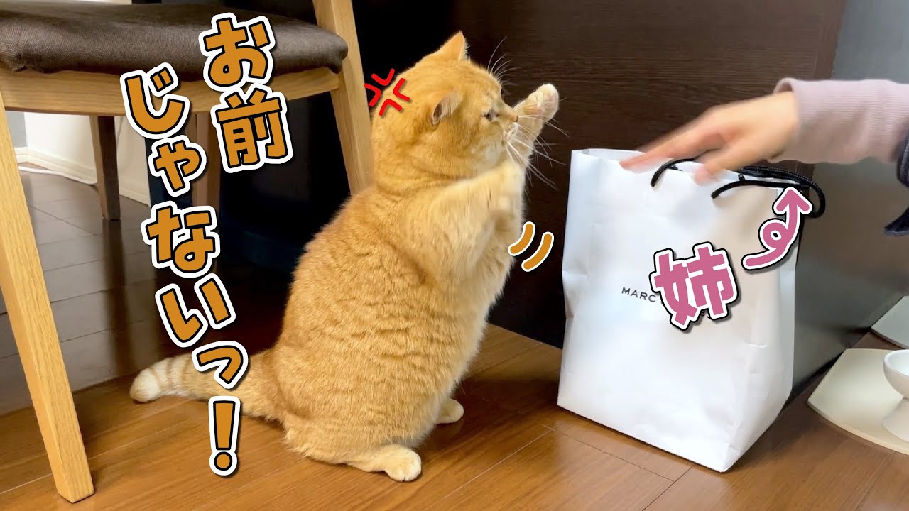 パパじゃなくて姉が帰ってきたら怒った猫がこうなっちゃいましたw