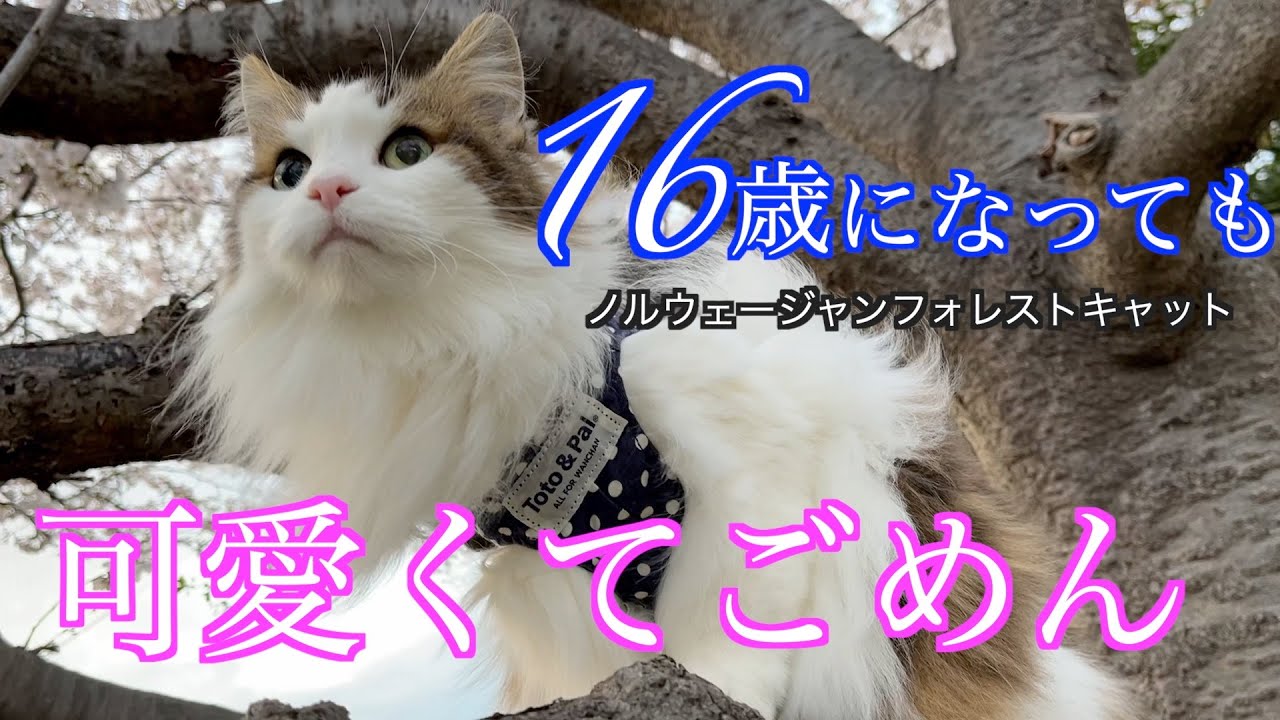 奇跡！16歳になっても可愛い猫がこちらです【ノルウェージャンフォレストキャット】