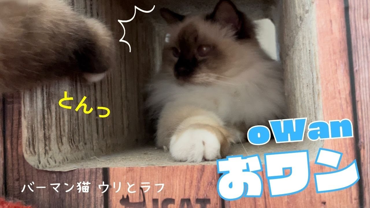 バーマン猫ウリとラフとガブ【おワン】oWan（バーマン猫）Birman/Cat