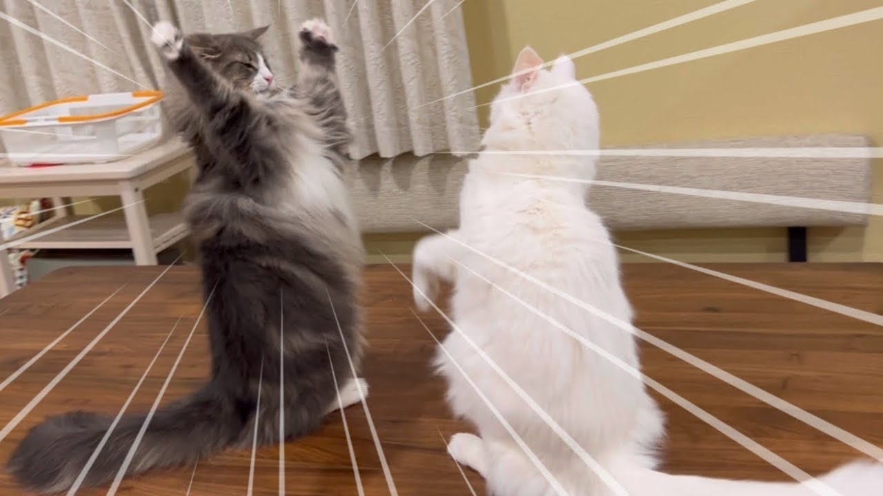 【猫パンチ‼︎】個性的なパンチを繰り出す、ターキッシュアンゴラとノルウェージャンフォレストキャットwww