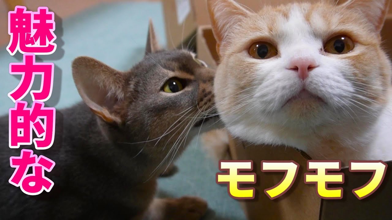 絶対触りたくなる!?魅力的なモフモフ【スコティッシュフォールド】【アビシニアン】