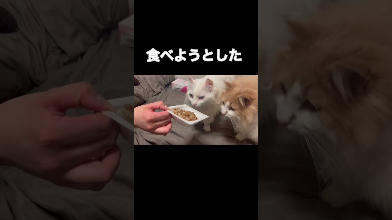 猫に納豆の臭いを嗅がしたら#short #shorts #アメリカンカール #ノルウェージャンフォレストキャット #猫