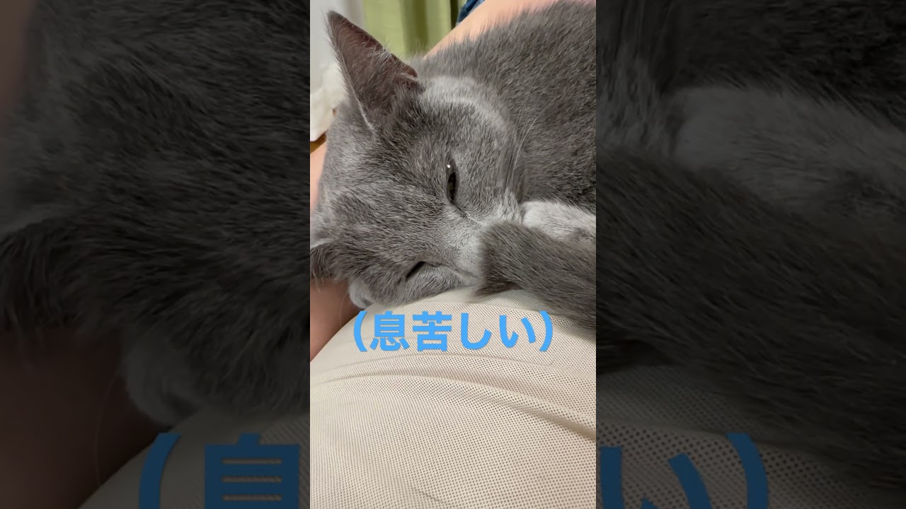 尻尾が鼻に in した猫（ロシアンブルー）#shorts