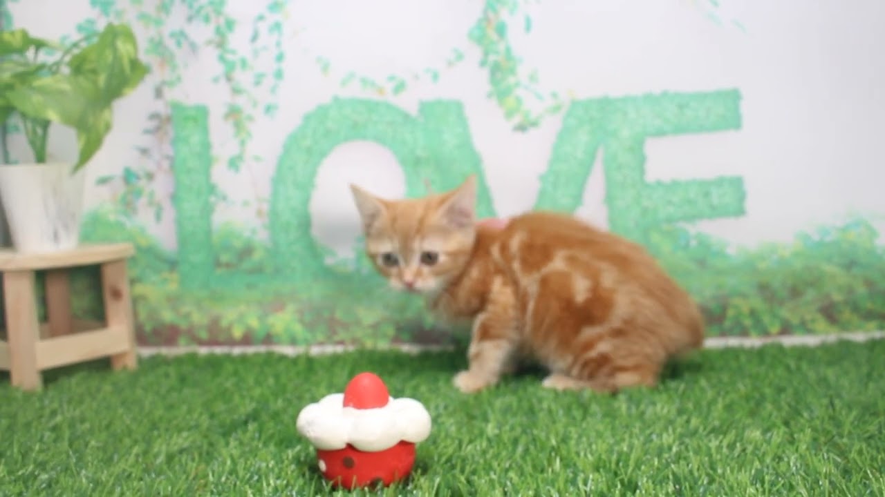 Coo&RIKU　No620702　アメリカンショートヘアー