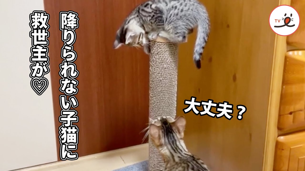 降りられない子猫に助け舟が♡