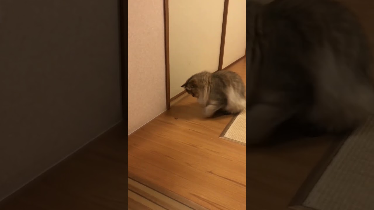 【あきらめないでどんなことも♪】かわいいペルシャ猫【サンボマスター】