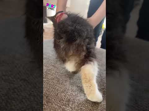 ¡El Gatonejo! 🐰🙀 - El extraño caso del gato Manx #viral #shorts #gatos