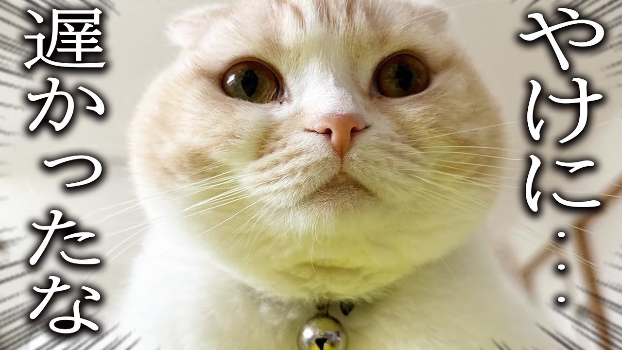 帰宅が深夜になった日の猫と犬がプンプンでこうなってました...