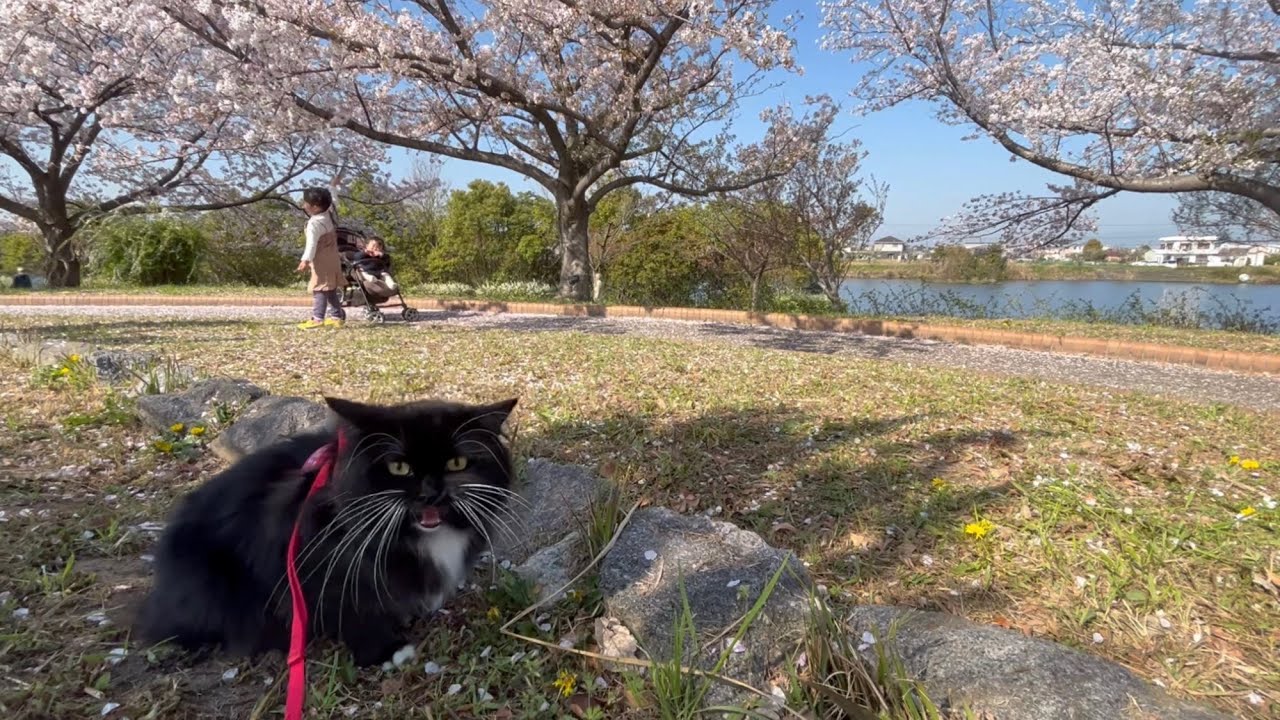 桜吹雪の公園で一緒にピクニックする猫　ラガマフィン　Cats at a spring picnic