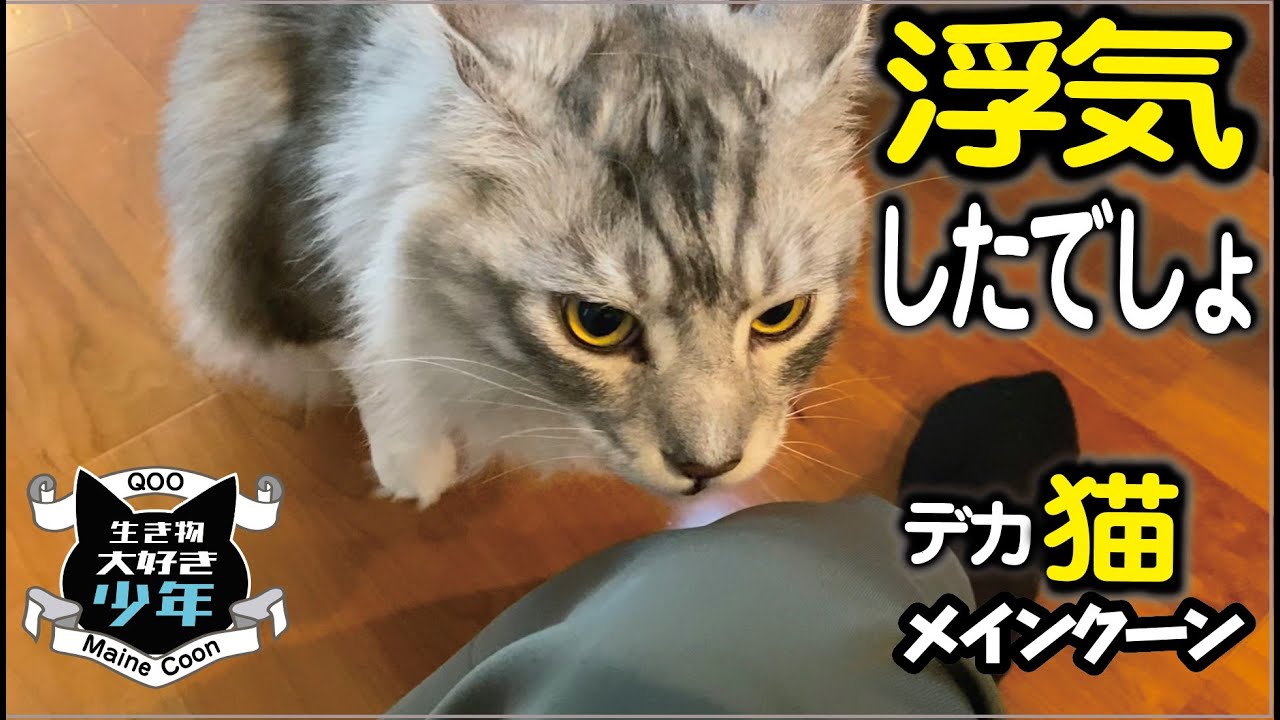 【メインクーン】大型猫に子猫との浮気がバレる。猫の嗅覚、最強