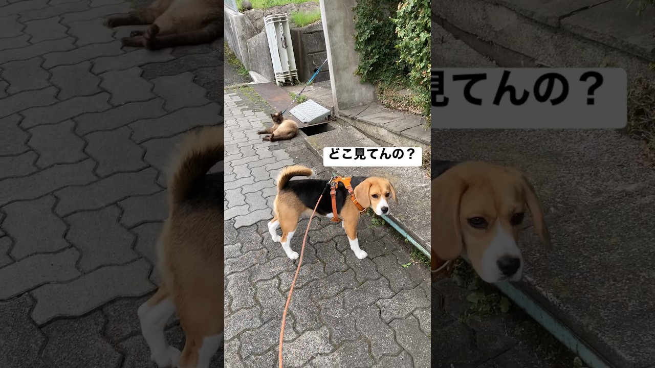 もう一押しで仲良くなれそうなビーグル犬とシャム猫#beagle #シャム猫