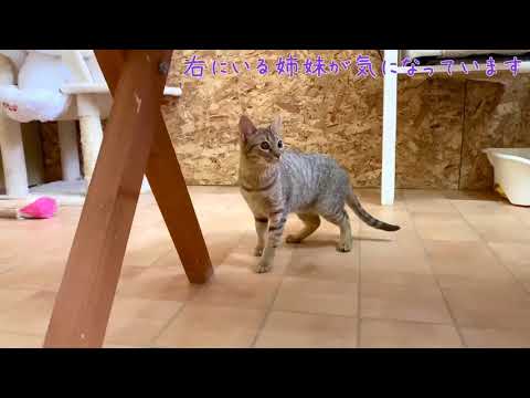 【ナナハチ’s ROOM】オシキャットの女の子　20200725