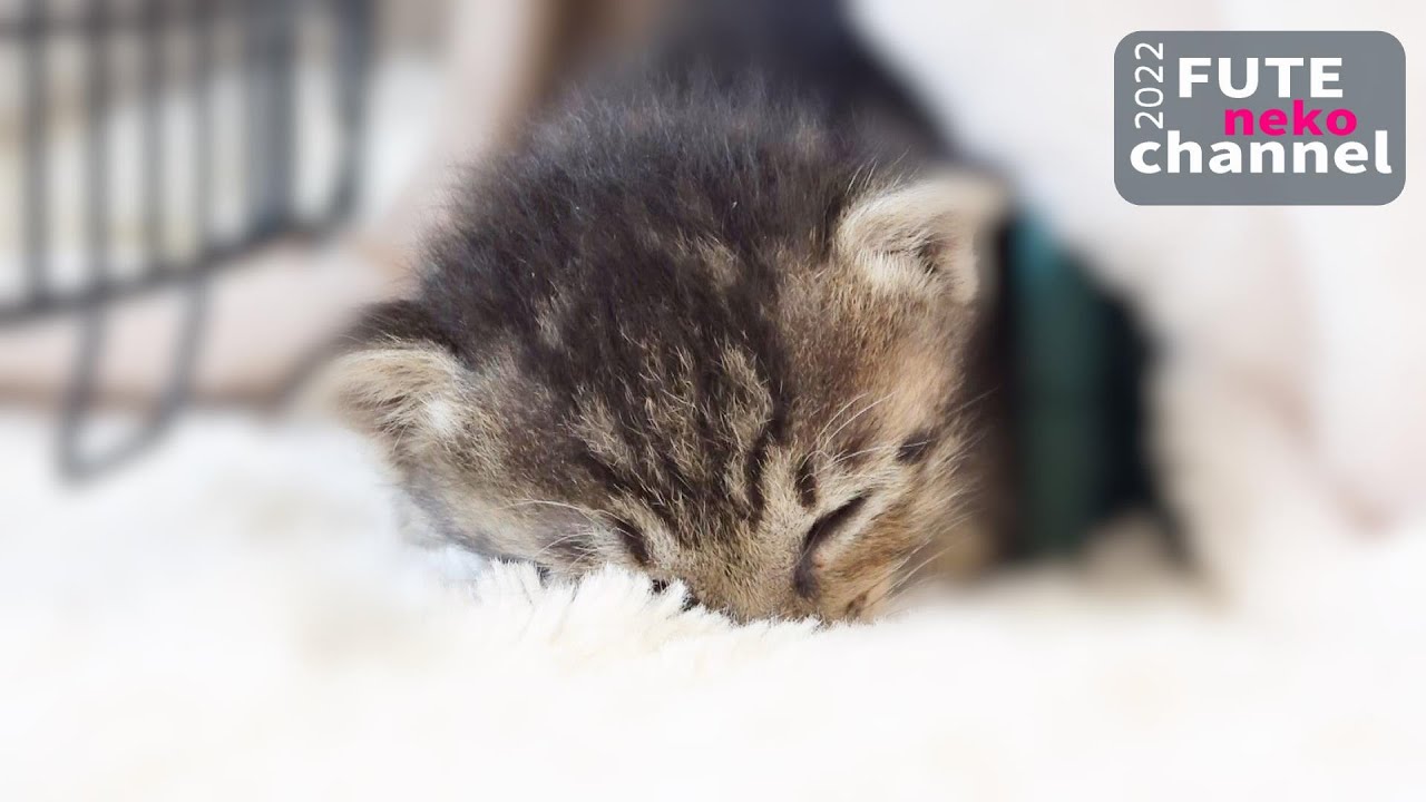 仔猫の様子がおかしいので急いで病院へ行ってきました【保護子猫】