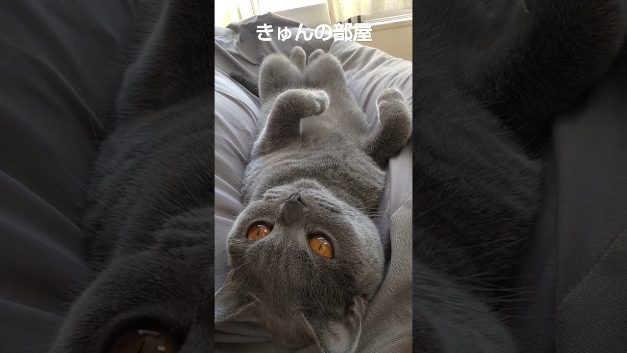 へそ天#ブリティッシュショートヘア #猫 #shorts #へそ天
