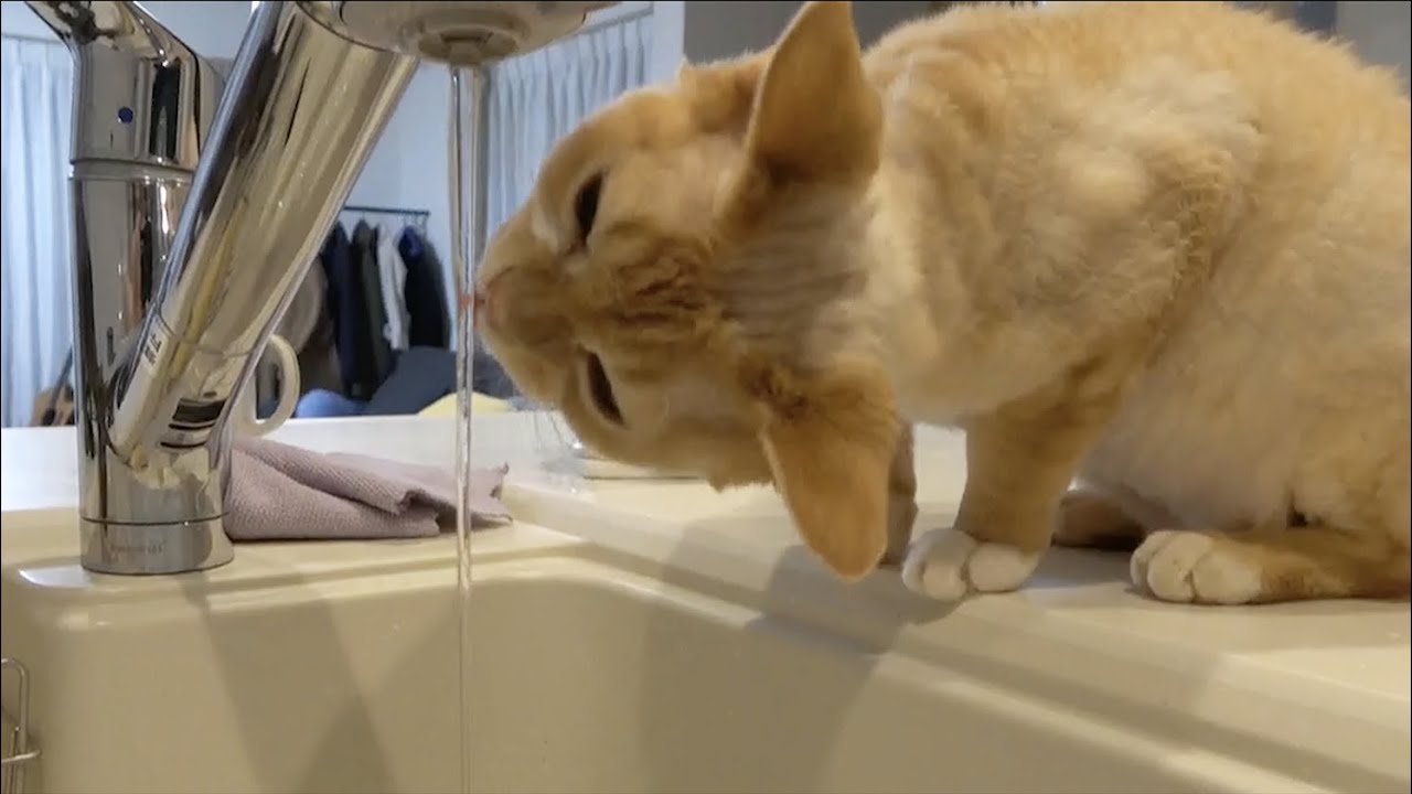流しの水が好きなデボンレックス猫です(Devon Rex cat drinking water at the kitchen sink)