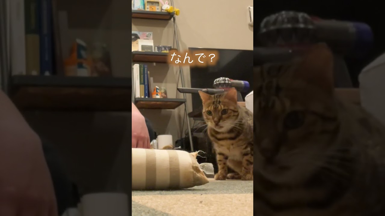 注意してもオモチャを壊し続けるネコ　#shorts #ベンガル