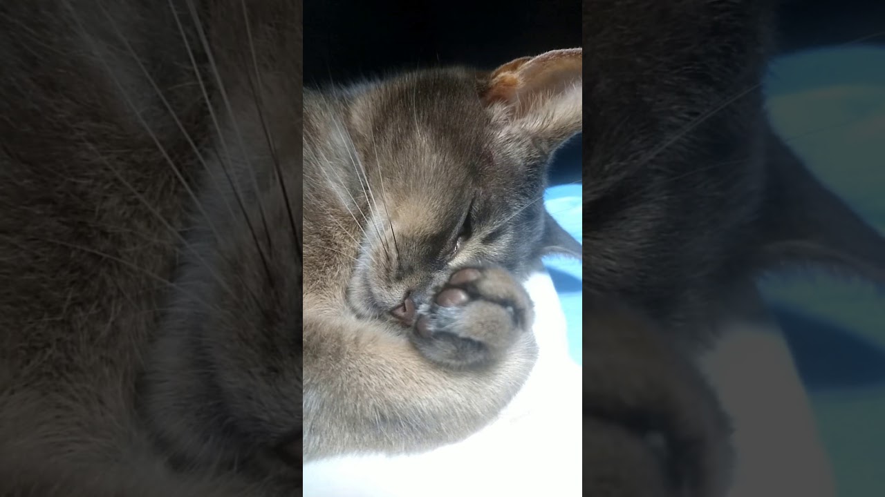 アビシニアン　爆睡…まるでエクソシスト…